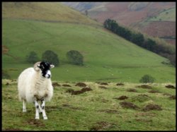 Handsome Sheep