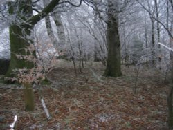 A frosty Morning