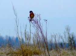 Male stonechat....saxicola torquata Wallpaper