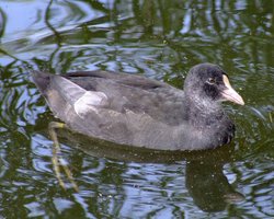 A juvenile coot....fulica atra Wallpaper