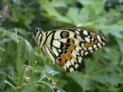 The Butterfly Garden at Blenheim Palace Wallpaper