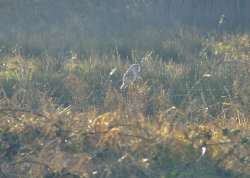 Barn owl....tyto alba