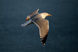 Herring Gull Wallpaper