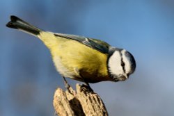 Blue Tit on a Post Wallpaper