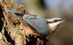 Nuthatch in the Woods Wallpaper