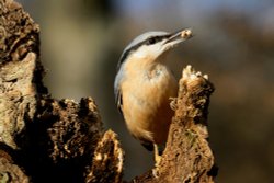 Nuthatch with Seeds Wallpaper