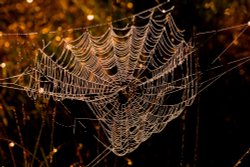 Spiders Web Wallpaper