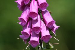 Foxglove in the New Forest Wallpaper