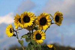 Sunflowers in the New Forest Wallpaper