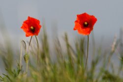 Poppies at Calshot Beach Wallpaper