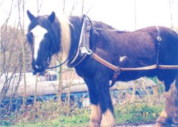 Barge Pony Llangollen Wharf