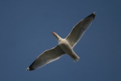 Herring Gull Wallpaper