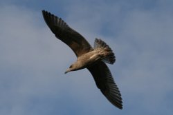 Herring Gull Juvenile. Wallpaper