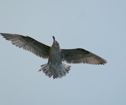 Herring Gull, Juvenile. Wallpaper