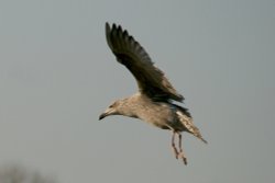 Herring Gull, Juvenile. Wallpaper