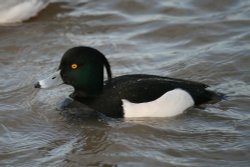 Tuffed Duck, male. Wallpaper