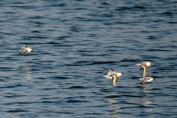 Sanderlings?. Wallpaper