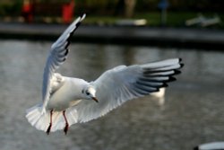 Black Headed Gull Wallpaper