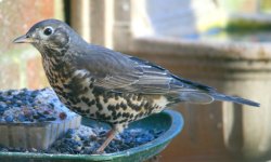 Mistle Thrush.