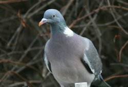 Woodpigeon. Wallpaper