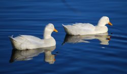 White ducks at Netherton Reservoir Wallpaper