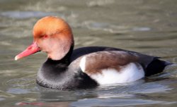 Pochard Wallpaper