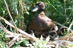 Sitting on my brood