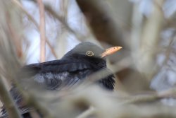 Blackbird Wallpaper