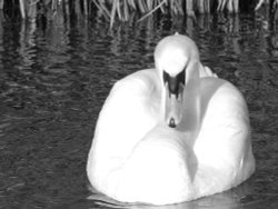 Swan on Gamston Canal Wallpaper