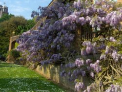 Wisteria