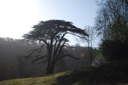 Woodchester Park Wallpaper