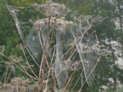 Cobwebs Wallpaper