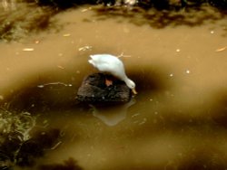 White duck on a rock. Wallpaper