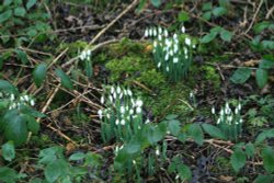 Snowdrops.