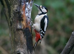 Great Spotted Woodpecker. Wallpaper