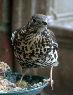 Mistle Thrush.