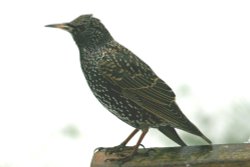 Starling. Wallpaper