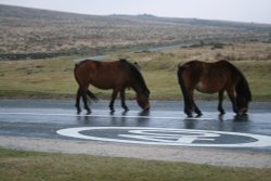 Dartmoor Ponies Wallpaper