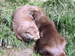 Otters