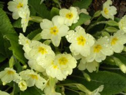 Primroses after rain