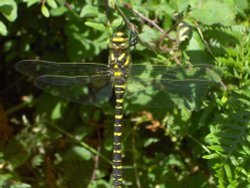 Golden-ringed dragonfly Wallpaper