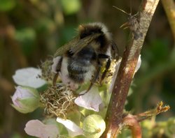 Bumble bee (bombus lucorum) Wallpaper