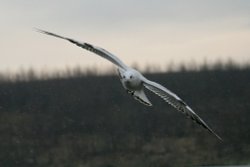 Black Headed Gull winter plumage. Wallpaper