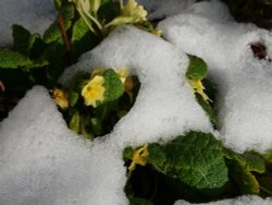 Primulas in the snow Wallpaper