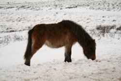 Dartmoor Pony Wallpaper