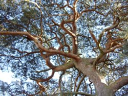 Pine Tree in Nunnery Lane Wallpaper