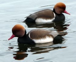 Red Crested Pochards in symetry Wallpaper