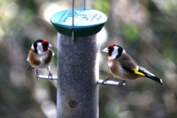 Goldfinches