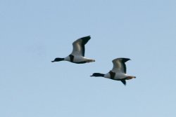 Shelducks