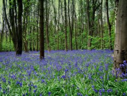 Bluebell Wood. Wallpaper